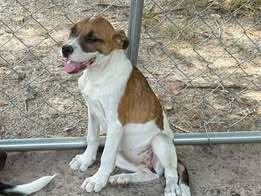 SISSY - Hound for adoption in Worcester