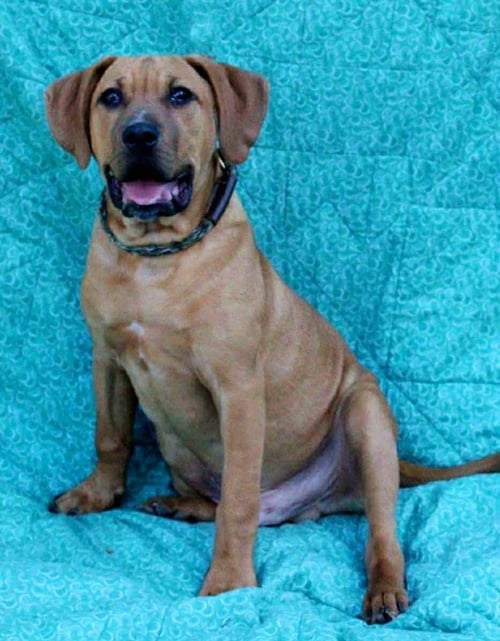 RED - Black Mouth Cur available for adoption