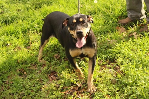 CHACHA - American Bulldog available for adoption