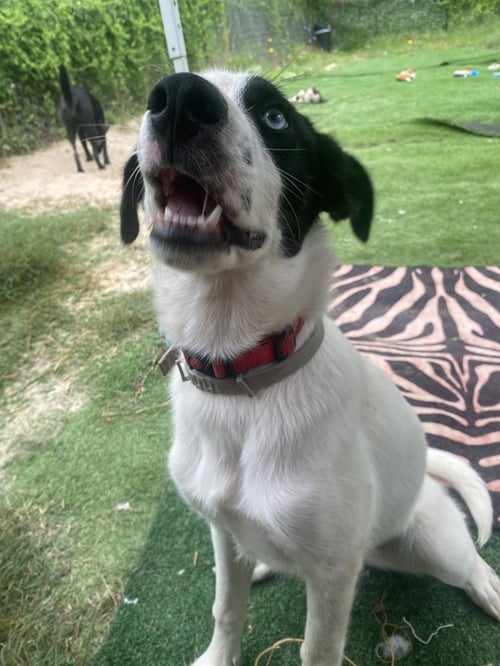 SKY - Border Collie available for adoption