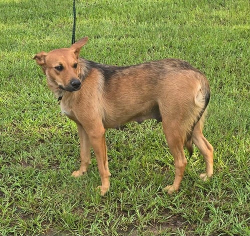 ROXY - Shepherd available for adoption