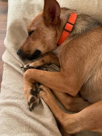 Roxy - Photo 4