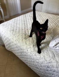 Mojito & Martini - Photo 1