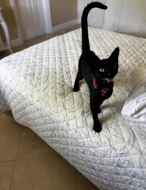 MOJITO & MARTINI - Domestic Short Hair for adoption in Worcester