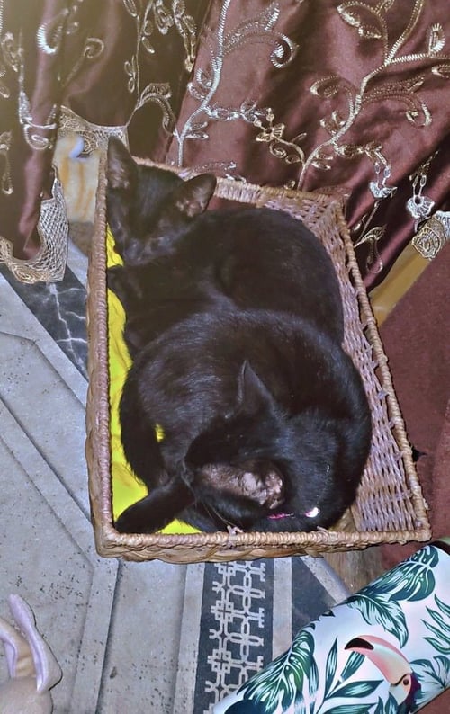 MOJITO & MARTINI - Domestic Short Hair available for adoption