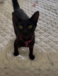 Mojito & Martini - Photo 3