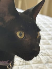 Mojito & Martini - Photo 4