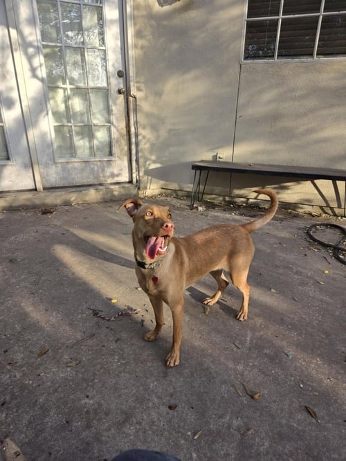 BECKY - Vizsla available for adoption