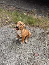 Sammy - Photo 3
