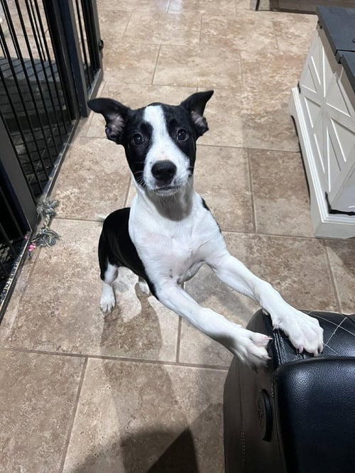 RUSTY - Labrador Retriever for adoption in Worcester