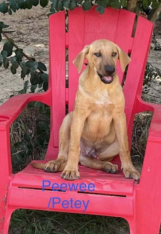 PeeWee/Peetie Image