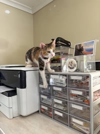 Harriet potter - Photo 2