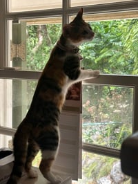 Harriet potter - Photo 4