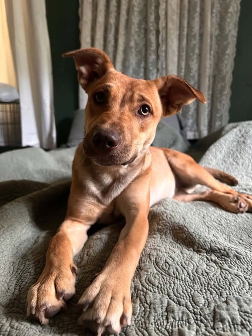 BELLE - Cattle Dog / Australian Kelpie available for adoption