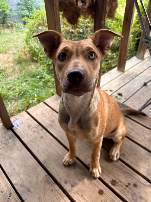 BELLE - Cattle Dog / Australian Kelpie available for adoption