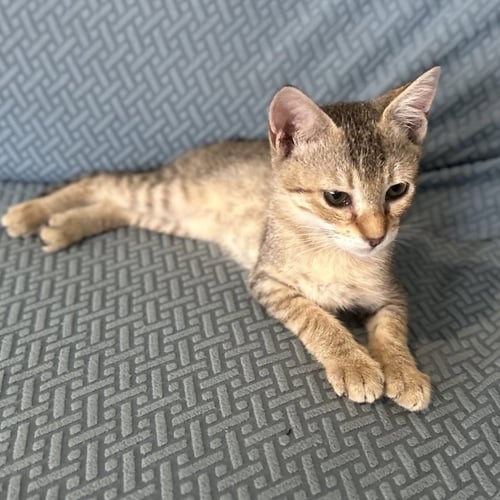 QUIGLY & DUSTY - Domestic Short Hair available for adoption