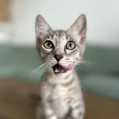 QUIGLY & DUSTY - Domestic Short Hair available for adoption