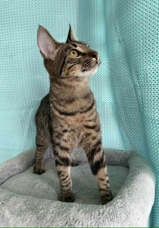 GREG - Domestic Short Hair available for adoption