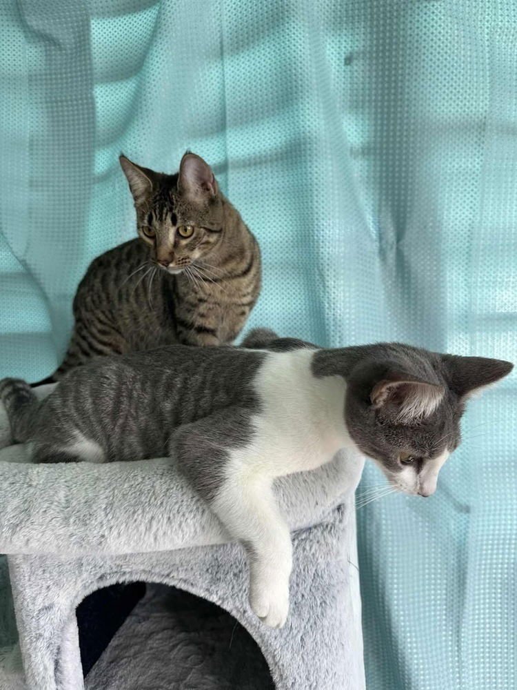 GREG - Domestic Short Hair available for adoption