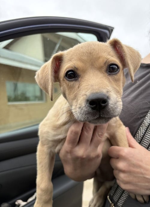 MAY - Labrador Retriever available for adoption