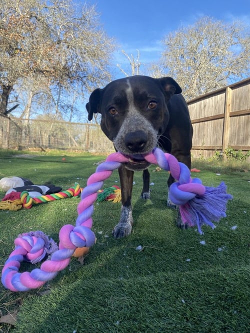 SUMMER - Pit Bull Terrier available for adoption