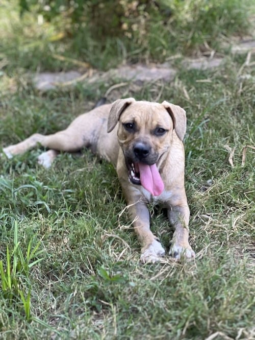 BUTTERFLY - American Pit Bull Terrier for adoption in Worcester