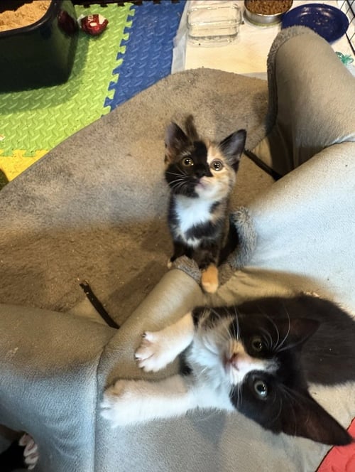 PUMPKIN & WINNIE - American Shorthair for adoption in Worcester