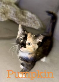 Pumpkin & Winnie - Photo 2