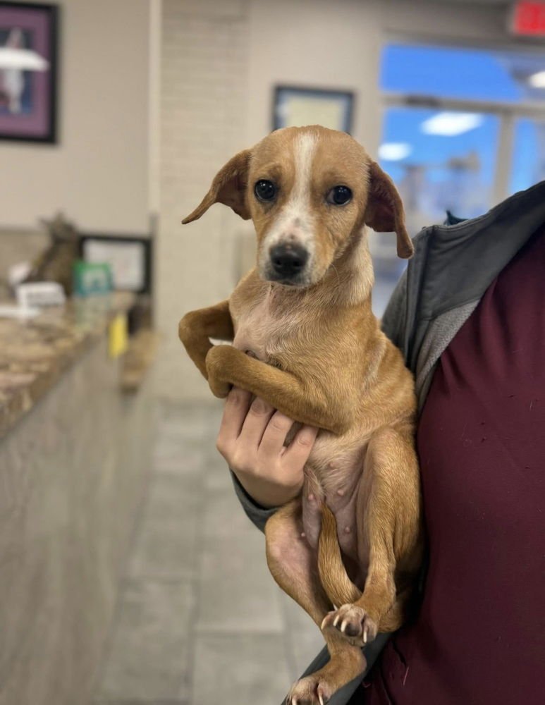 BIRDY - Chihuahua / Dachshund available for adoption