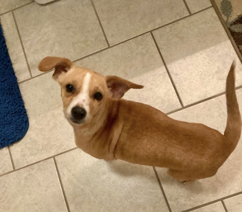 BIRDY - Chihuahua / Dachshund available for adoption