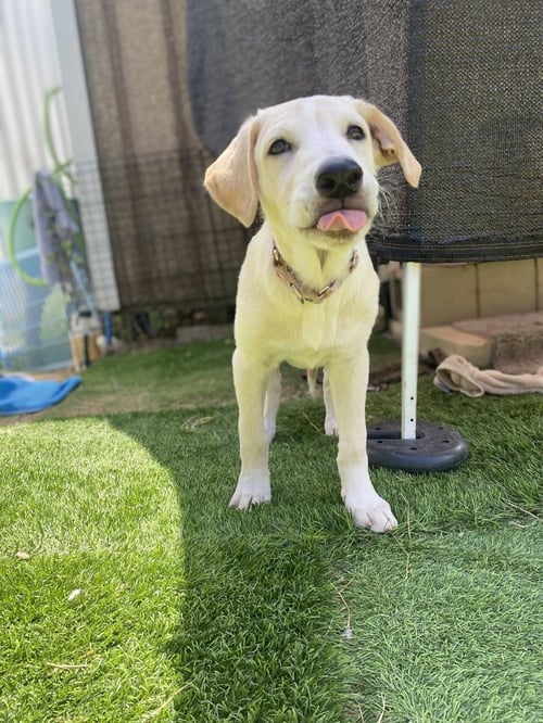 JAX - Labrador Retriever / Great Pyrenees available for adoption