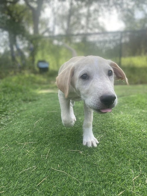 JAX - Labrador Retriever / Great Pyrenees available for adoption