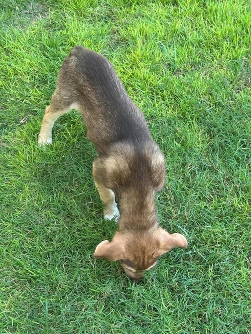 CORAL - Australian Shepherd available for adoption
