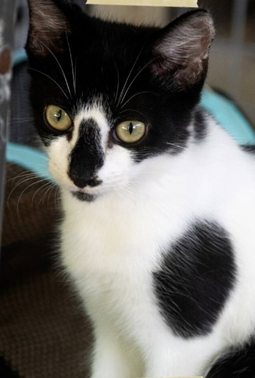 BIZZY - American Shorthair available for adoption