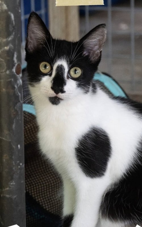 BIZZY - American Shorthair available for adoption