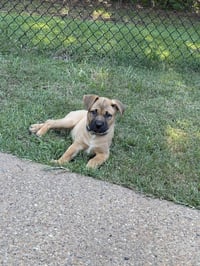 Nova - Photo 2