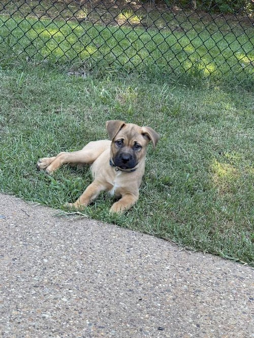 NOVA - French Mastiff available for adoption