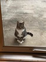 ROO - Domestic Short Hair available for adoption