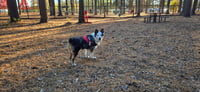 Luna - Photo 4