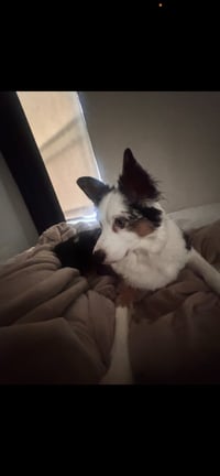 Luna - Photo 2