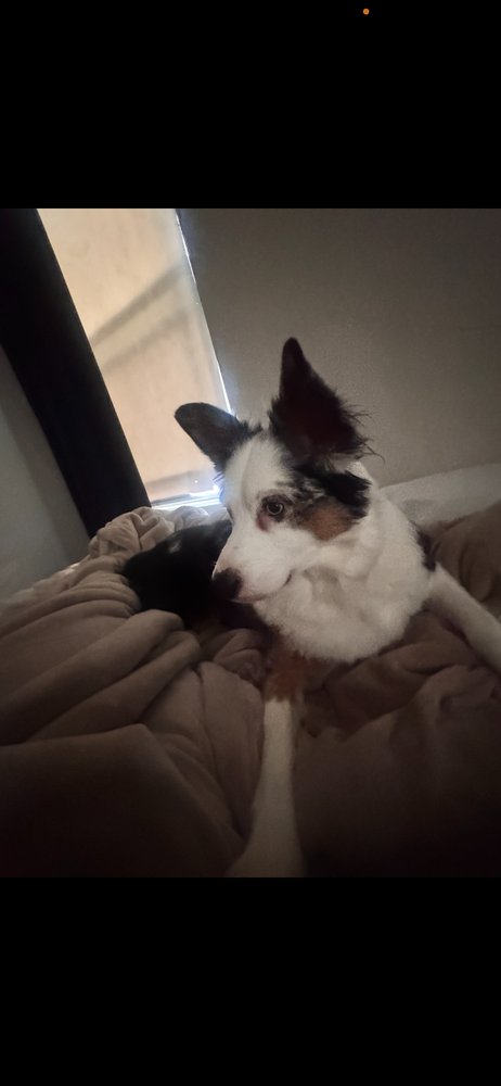 LUNA - Australian Shepherd available for adoption