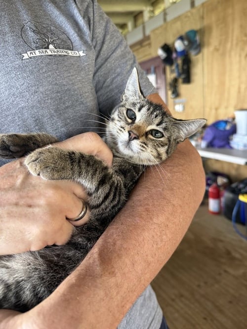 PRINCESS DAISY - American Shorthair for adoption in Worcester