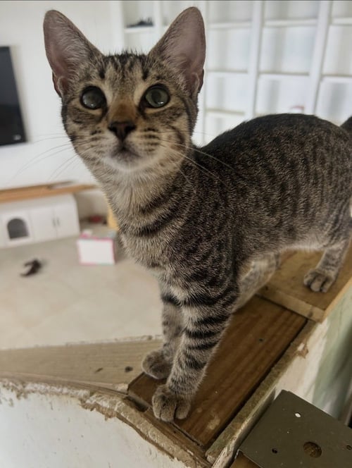PRINCESS DAISY - American Shorthair available for adoption