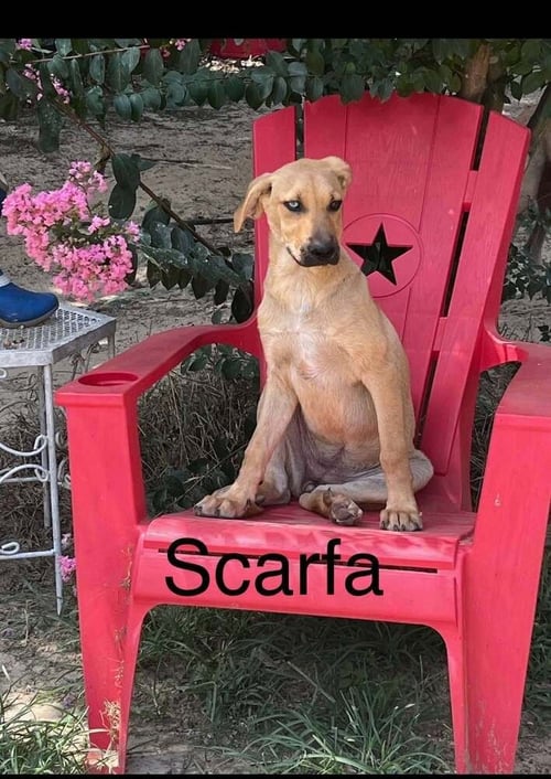 SCARFA - Shepherd available for adoption