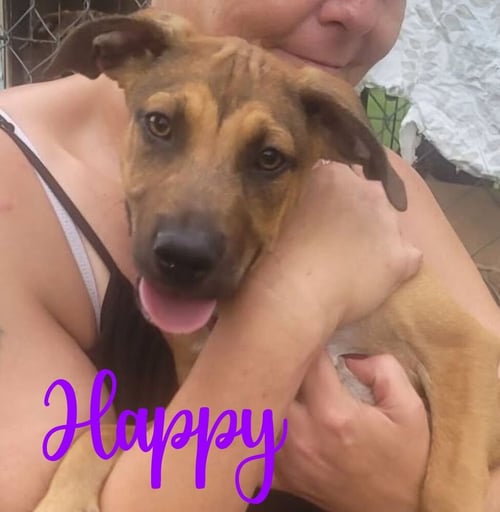 7 DWARFS LITTER - Shepherd for adoption in Worcester