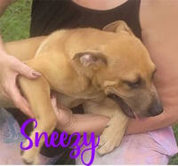 7 Dwarfs Litter - Photo 4