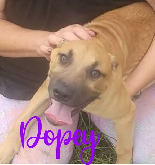 7 DWARFS LITTER - Shepherd available for adoption