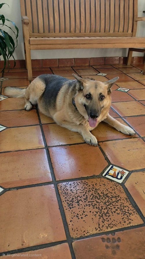 CHARLIE - Shepherd available for adoption