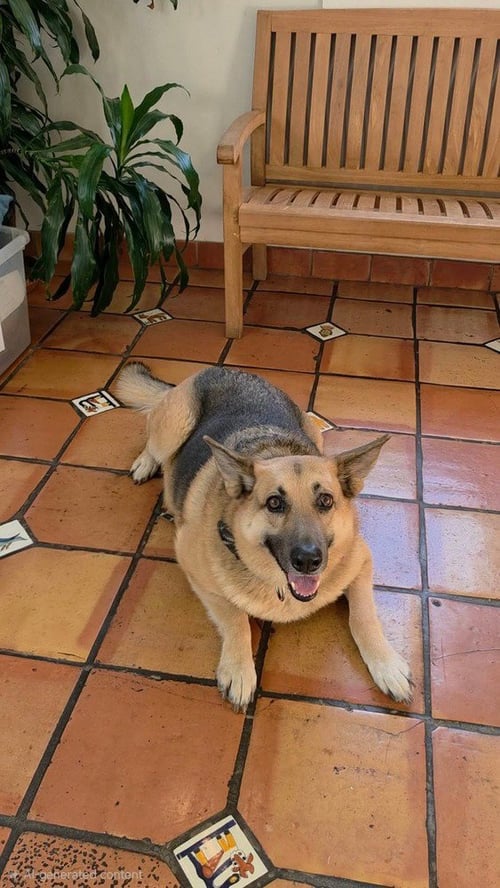 CHARLIE - Shepherd available for adoption