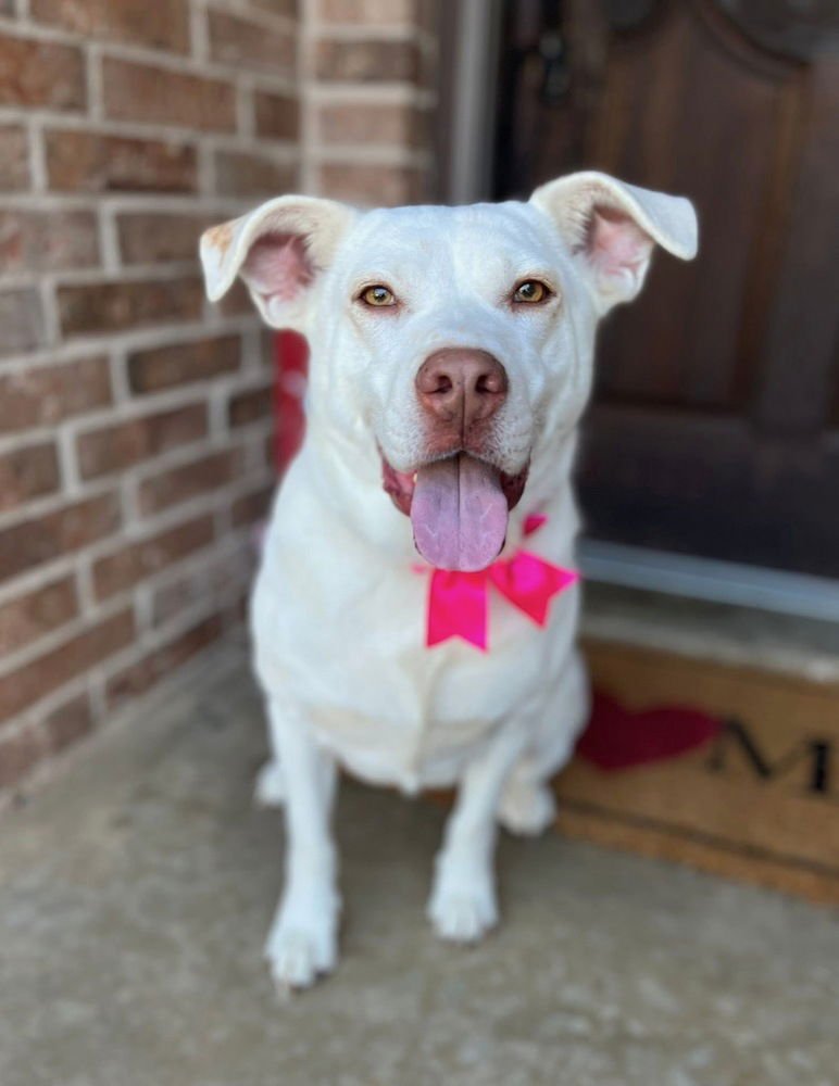 LOLA - Shepherd available for adoption